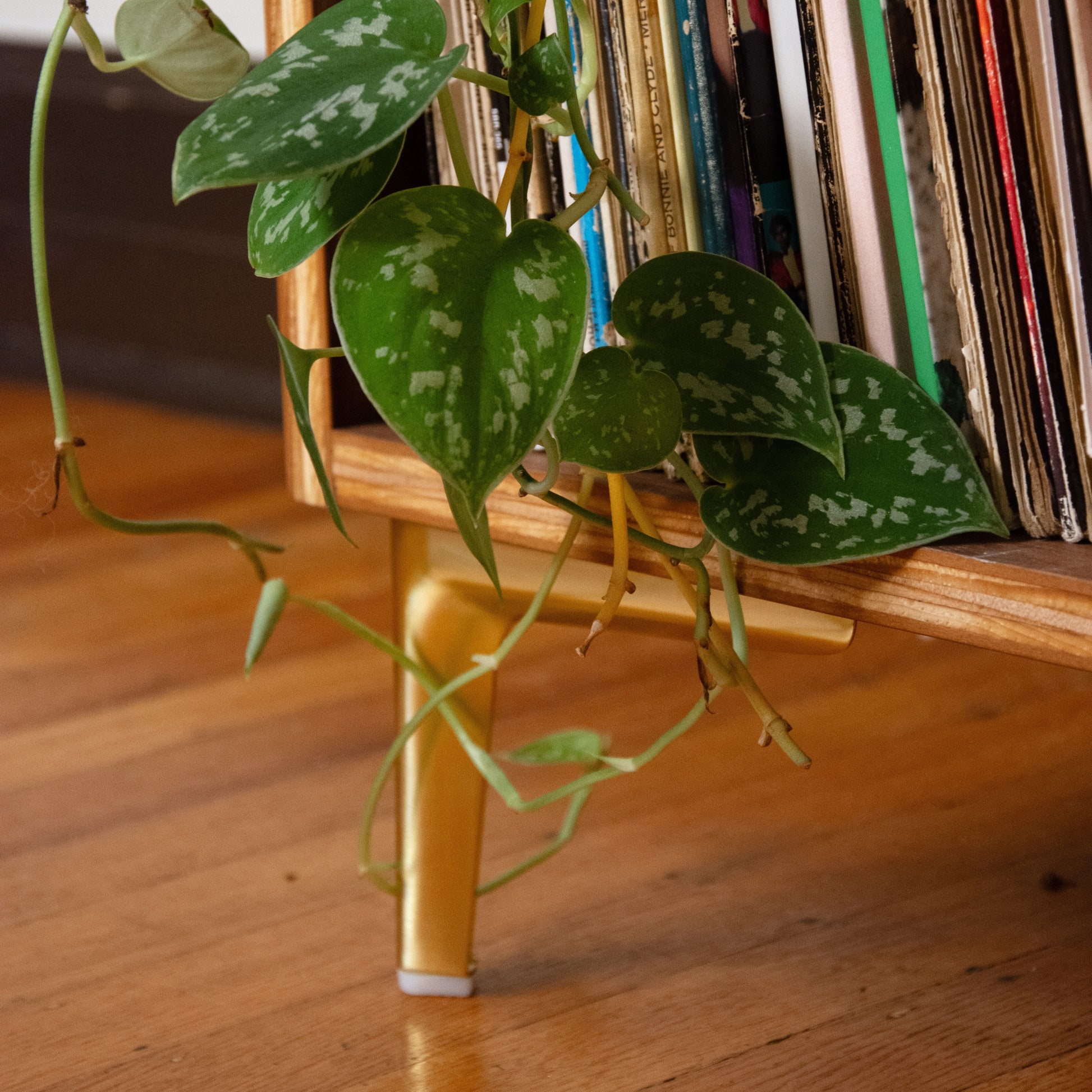 A trailing green houseplant with mottled variegated leaves draped over a wooden shelf filled with vinyl records, set on a wooden floor.