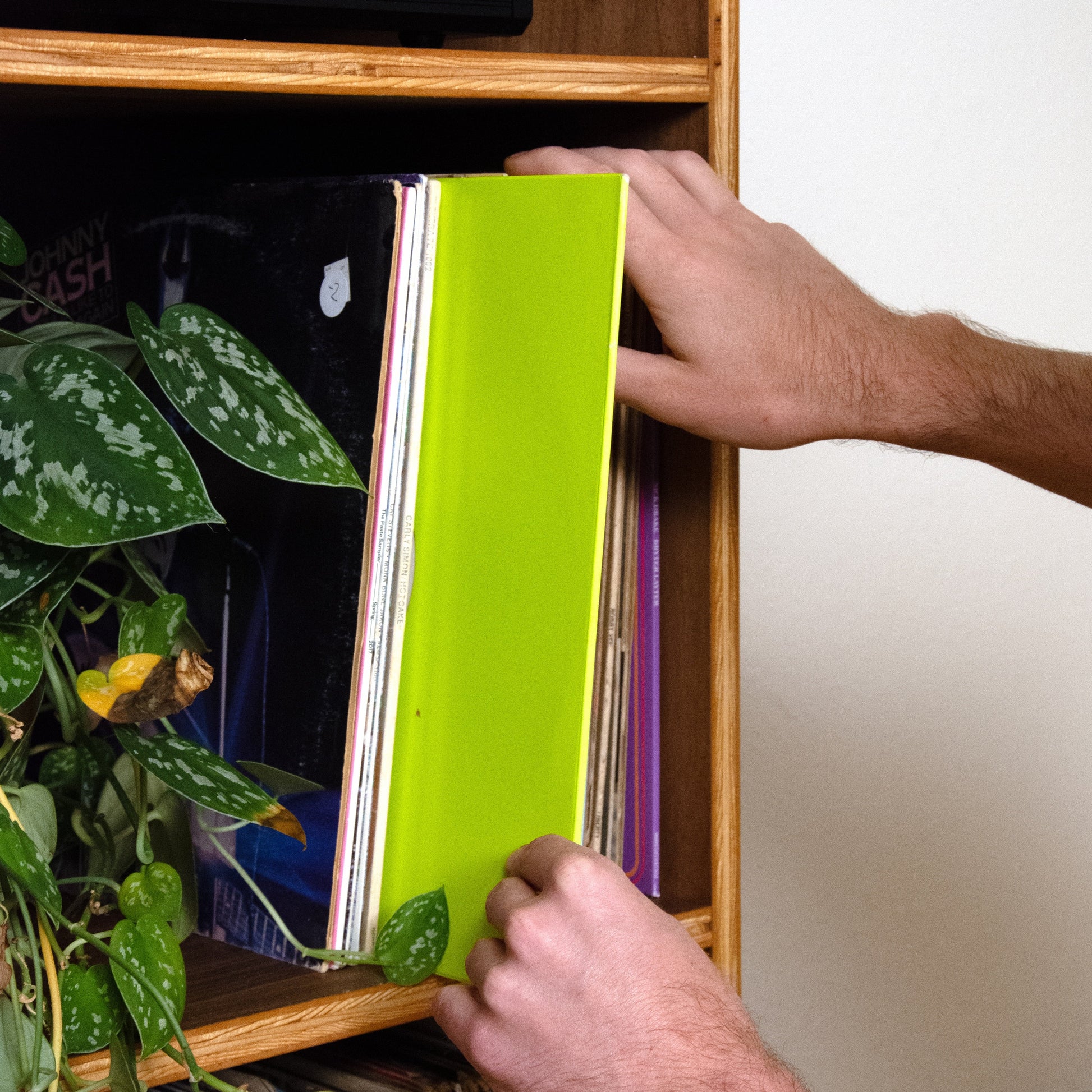 A person's hands sliding a bright lime green vinyl record onto a wooden record shelf next to a potted plant.