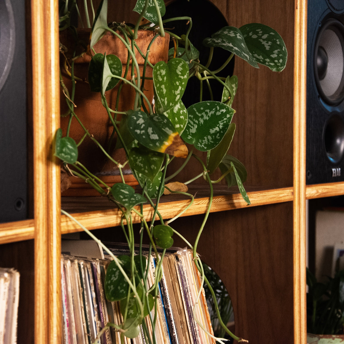 A green leafy houseplant with variegated leaves hanging over a wooden record shelf filled with vinyl records and speakers.